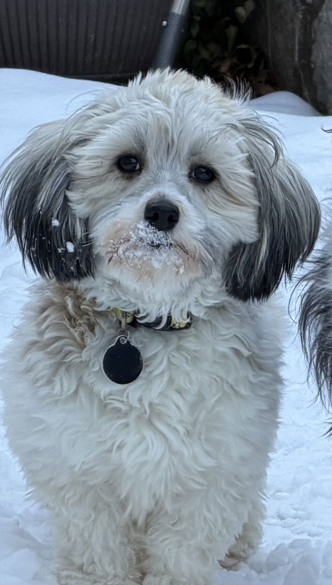 VEIL - Havanese available for adoption