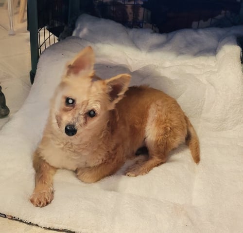 KING - Chihuahua available for adoption