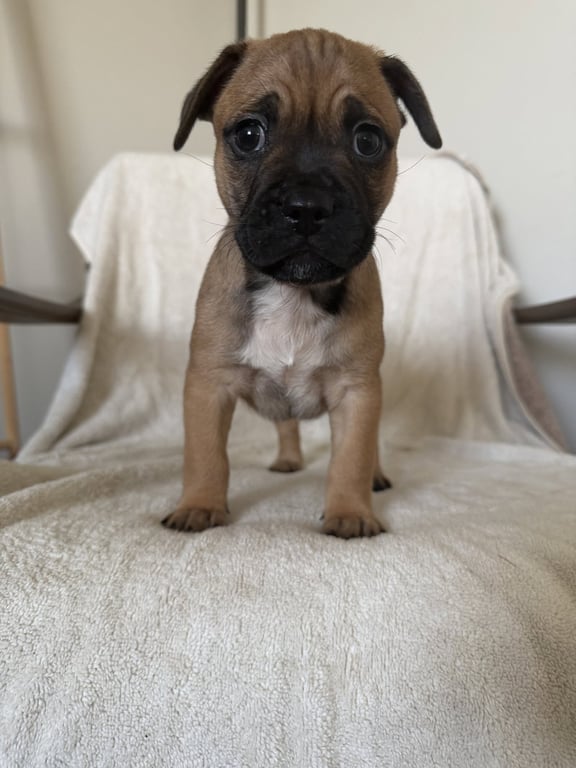 Perro Image