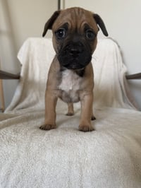 Perro - Photo 1