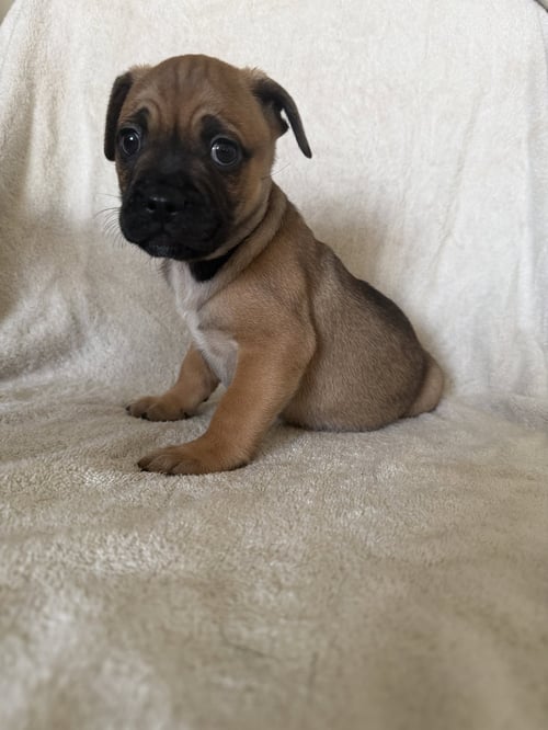 PERRO - French Bulldog / Cattle Dog available for adoption