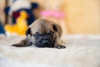 Perro - Photo 4