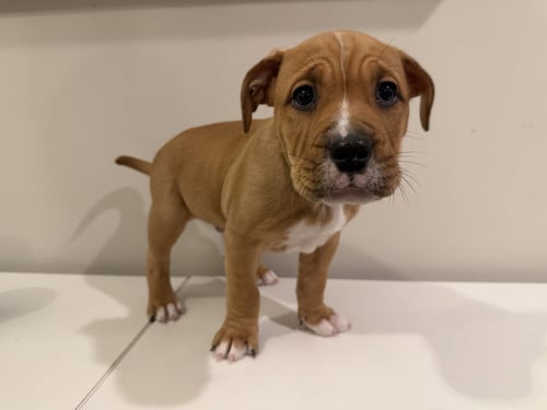 BINGLEY - English Bulldog available for adoption