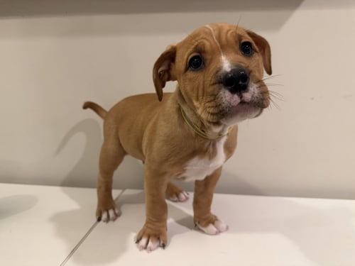 BINGLEY - English Bulldog available for adoption