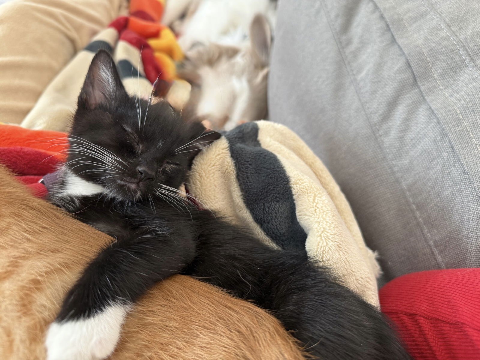 HOPE - Domestic Short Hair available for adoption