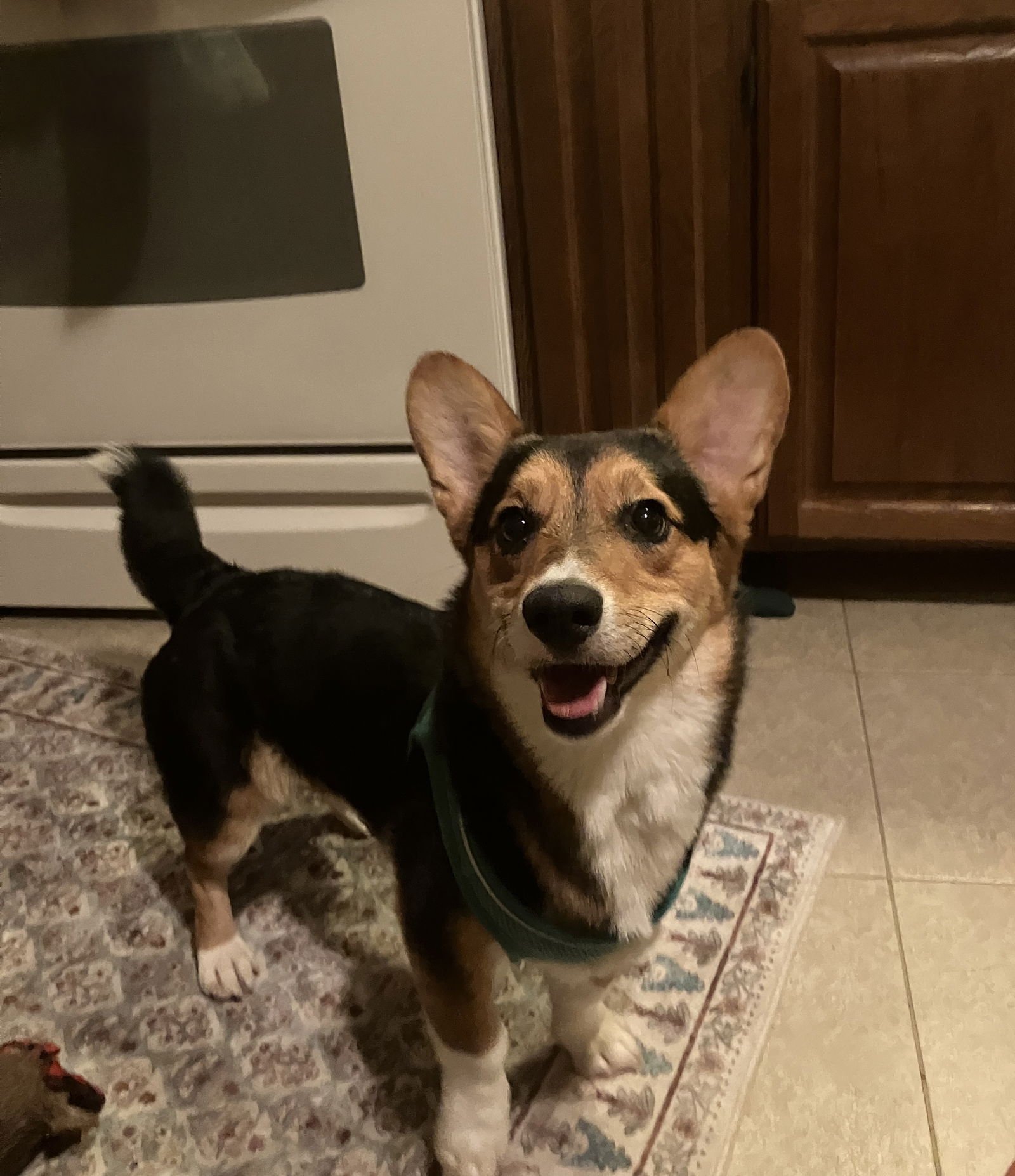 JEFFERSON - Cardigan Welsh Corgi available for adoption