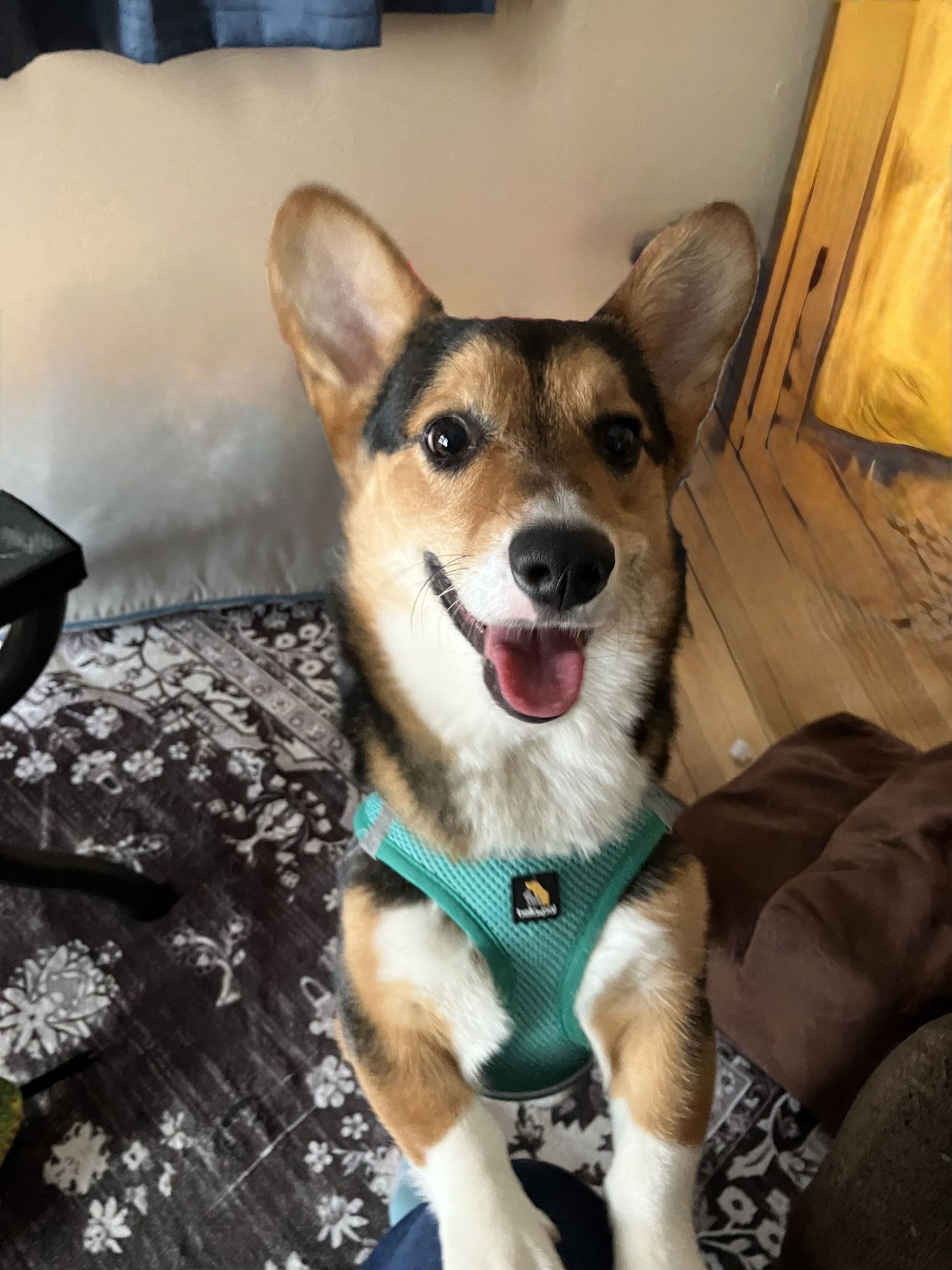 JEFFERSON - Cardigan Welsh Corgi available for adoption