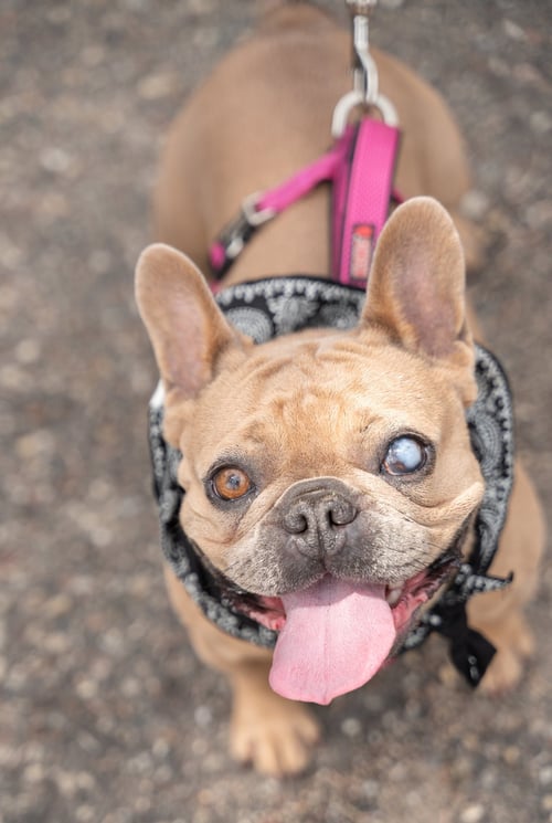 PATITA - French Bulldog available for adoption