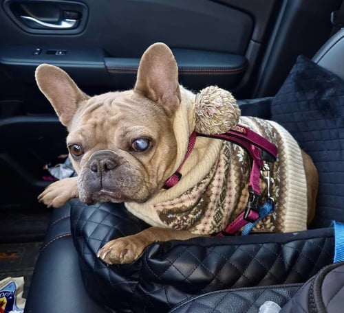 PATITA - French Bulldog available for adoption