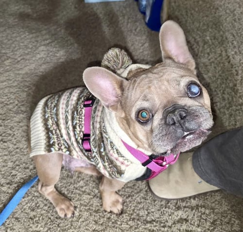 PATITA - French Bulldog available for adoption