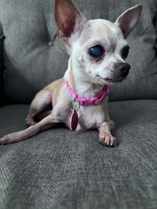 MARGE - Chihuahua available for adoption