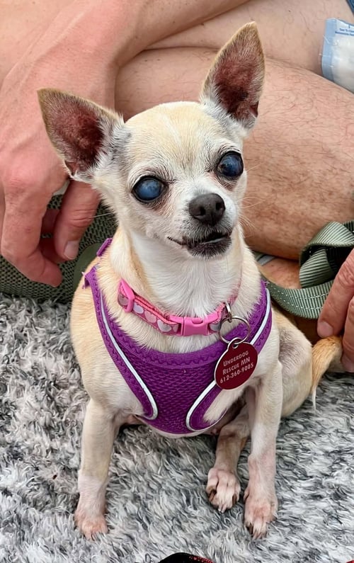 MARGE - Chihuahua available for adoption