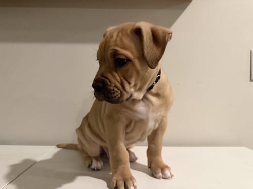 BENNET - English Bulldog available for adoption