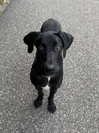 BEAUREGARD