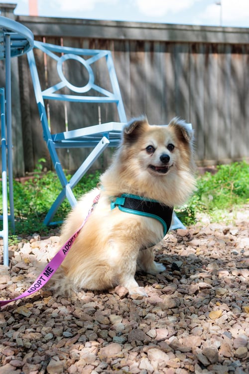 ORIOLE - Pomeranian available for adoption