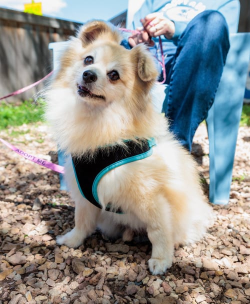 ORIOLE - Pomeranian available for adoption