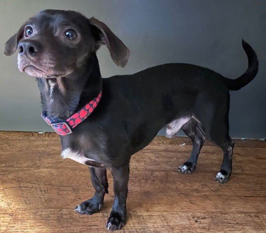 MEATLOAF - Chihuahua available for adoption