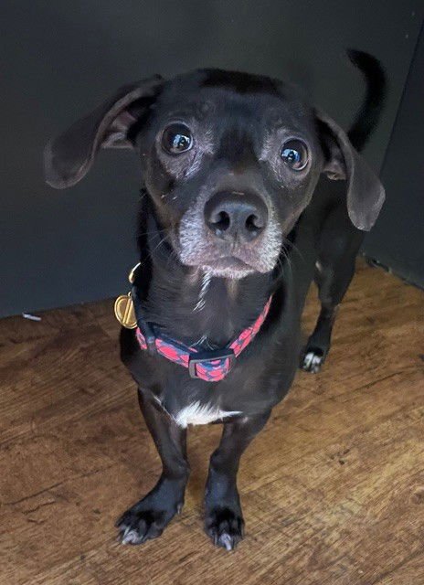 MEATLOAF - Chihuahua available for adoption