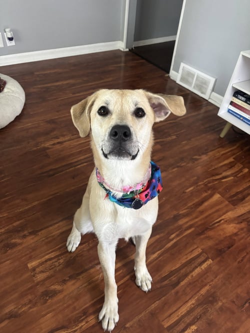 DAPHNE - Labrador Retriever available for adoption