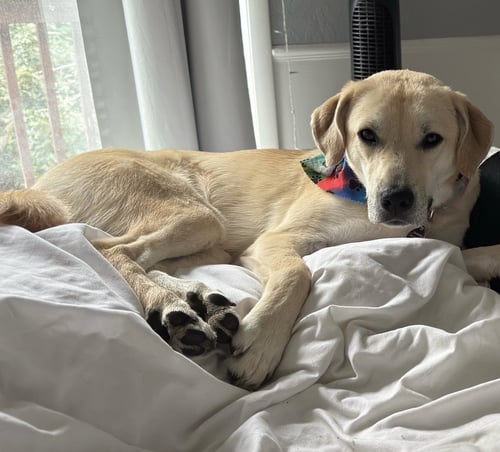 DAPHNE - Labrador Retriever available for adoption