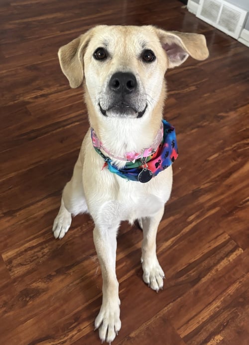 DAPHNE - Labrador Retriever available for adoption
