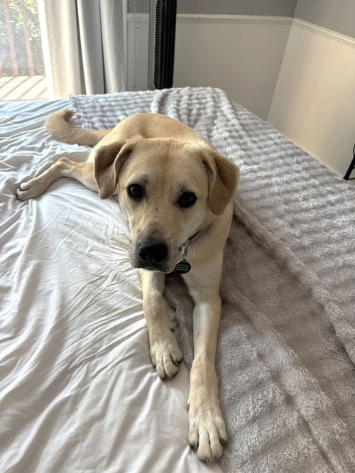 DAPHNE - Labrador Retriever available for adoption
