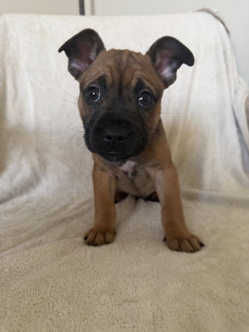 CONEJO - French Bulldog / Cattle Dog available for adoption