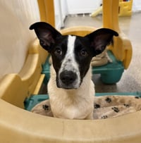 Pretzel - Photo 8