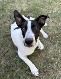 Pretzel - Photo 5