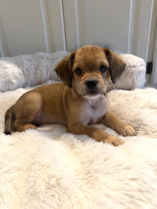 TINY - Chihuahua available for adoption