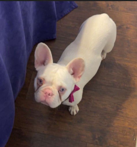 BUBBLEGUM - French Bulldog available for adoption