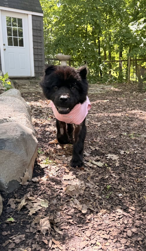 CELICE - Chow Chow available for adoption