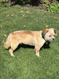 Frankie - Photo 2
