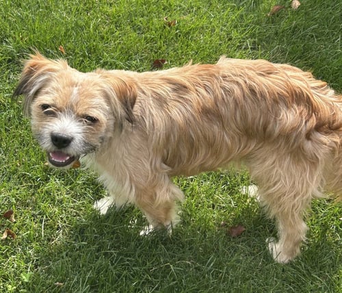 FRANKIE - Border Terrier available for adoption