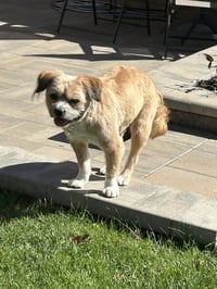 Frankie - Photo 3
