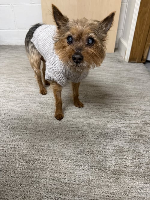 RIPLEY - Yorkshire Terrier Yorkie available for adoption