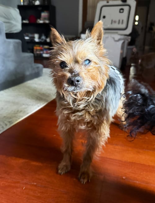 RIPLEY - Yorkshire Terrier Yorkie available for adoption