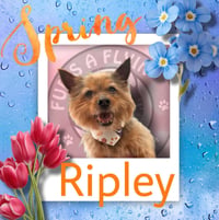 Ripley - Photo 7
