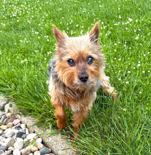 RIPLEY - Yorkshire Terrier Yorkie available for adoption