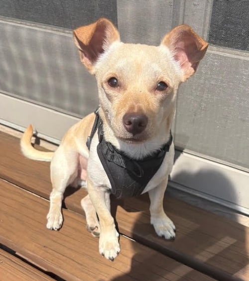 ROBERTO - Chihuahua available for adoption