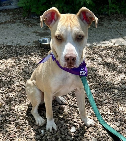 KIDDO - Pit Bull Terrier available for adoption
