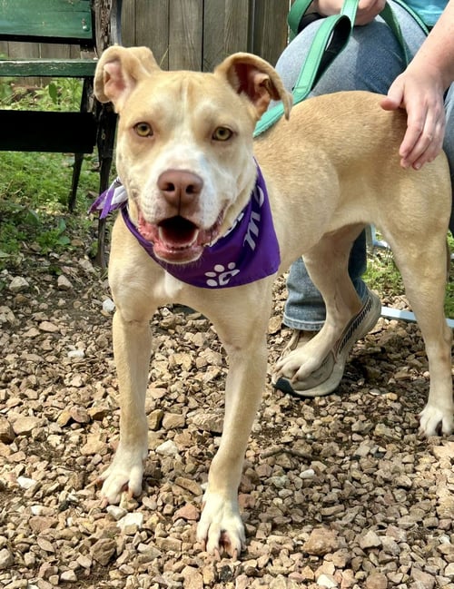 KIDDO - Pit Bull Terrier available for adoption