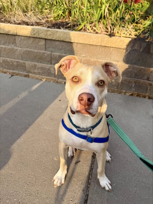 KIDDO - Pit Bull Terrier available for adoption