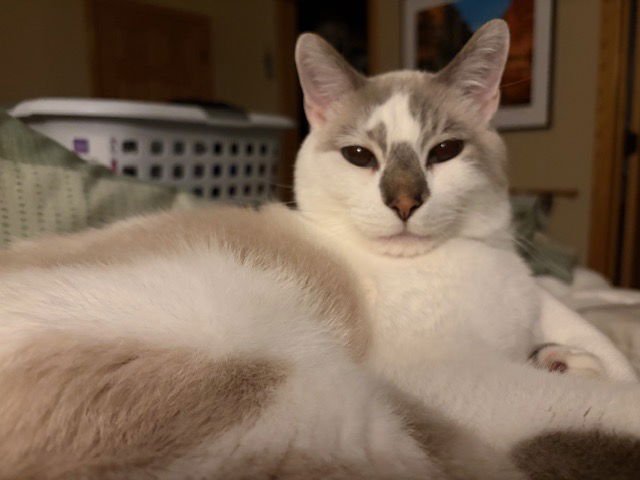 BEAU - Domestic Short Hair / Snowshoe available for adoption