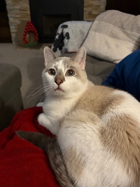 BEAU - Domestic Short Hair / Snowshoe available for adoption