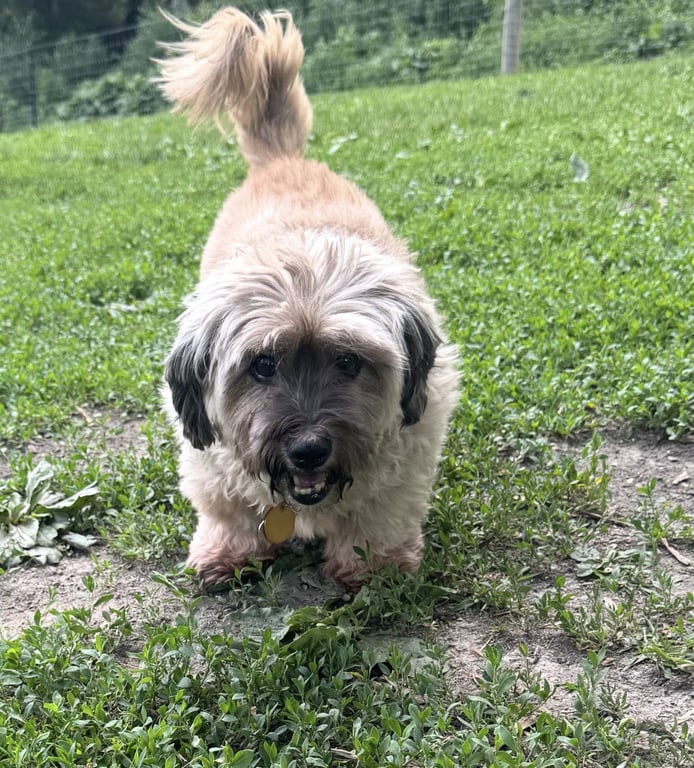 Coco Image