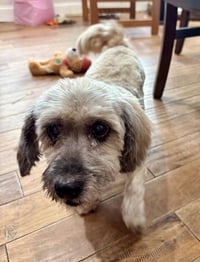Coco - Photo 2