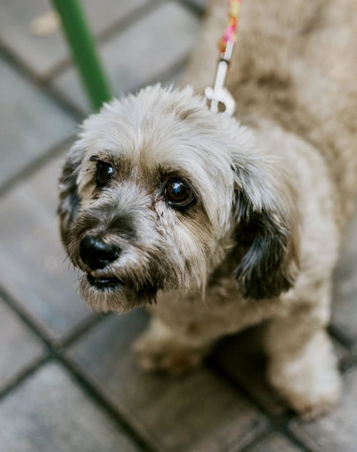 COCO - Shih Tzu / Havanese available for adoption