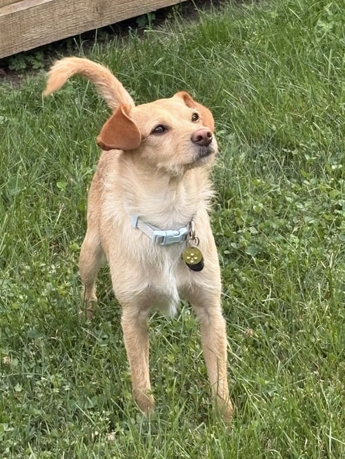 NOODLE - Terrier available for adoption