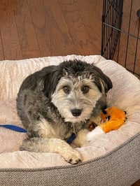 Benji - Photo 8